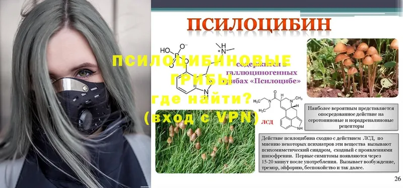 Псилоцибиновые грибы Psilocybine cubensis  Дивногорск 